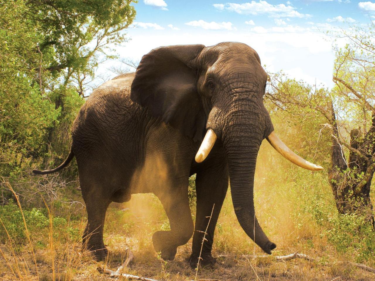 Tembe Elephant Park Lodge Sihangwane Екстер'єр фото